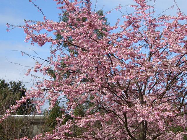 3-15-08 133 A lot of the trees have pink flowers like this now.